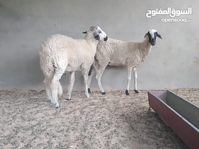 ثنية تحتها خروف