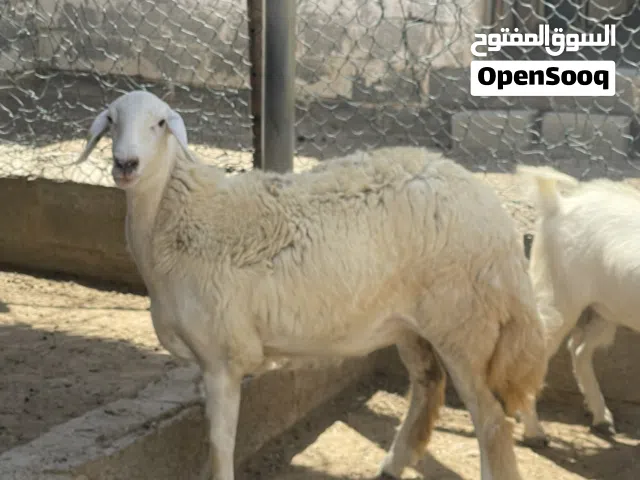 نعجة حرية معرفة مستوى طيب من مراح طيب العمر سنه مطلوب 2000