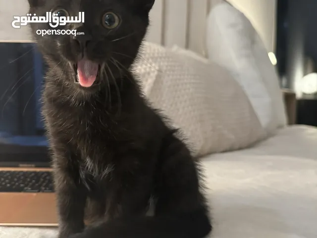 Black Kittens For Adoption