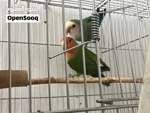 كوبيا روز للبيع