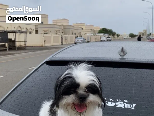 شيتزو انثى لتلقيح مع ذكر
