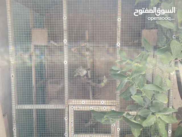 قفص عصافير