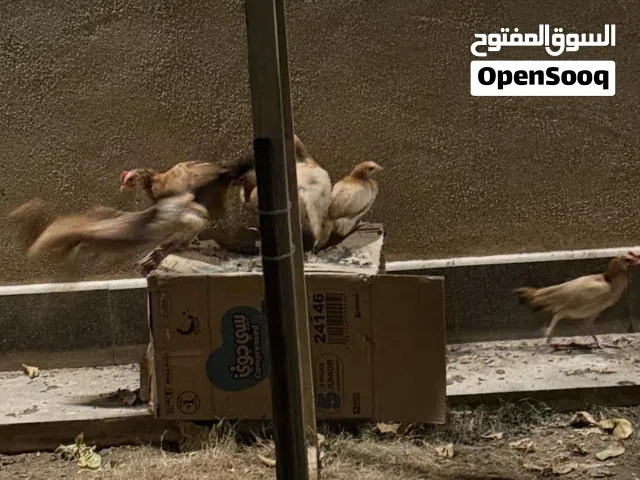 دجاج محلي دواجن متوسط الحجم