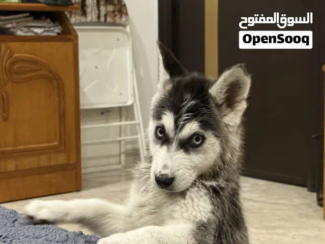 كلب هاسكي عمر شهرين عيون زرك شعر كصير