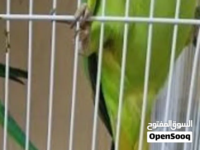 الوصف مهم قابل لمراوس
