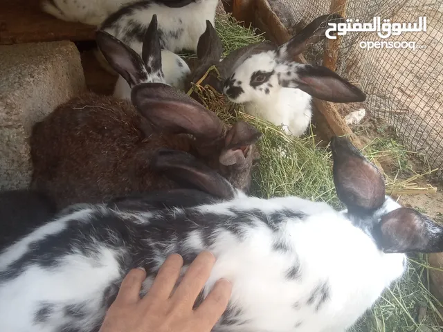 أقرة الوصف