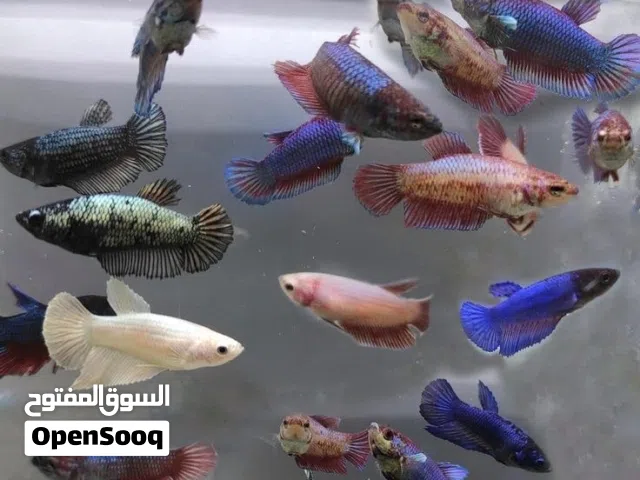 اناث فايتر خارجي تايلندي