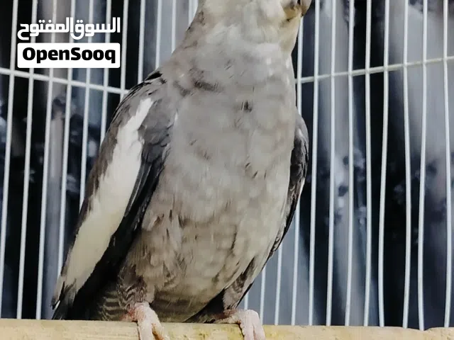 زوج انكليزي بزارات