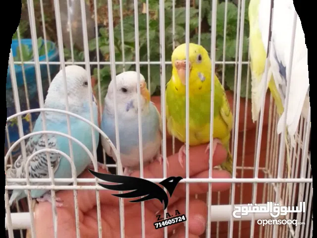 عروض بيع كل أنواع طيور الزينة ومستلزمات الطيور بأسعار مناسبة اطلب الآن فلكميه محدودة