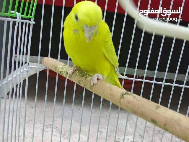 للمبادلة ....