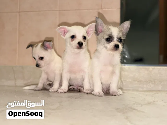 جراء شيواوا صغيرة  ذكور وإناث  Chihuahua Puppies UAE Delivery 1500