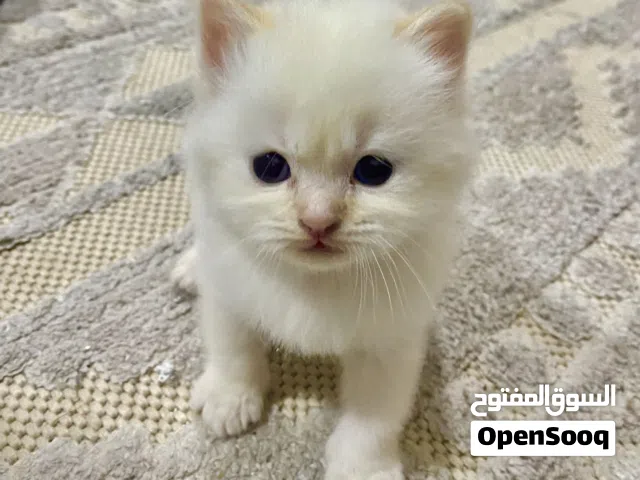 انثي عمر شهر و نص هيملايا