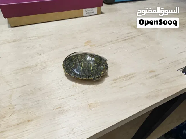سلحفاة برمائية