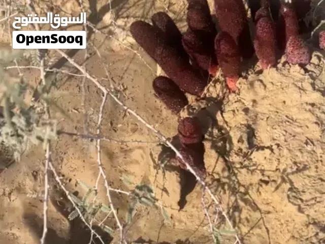 طرثوث احمر نادر نص كيلو