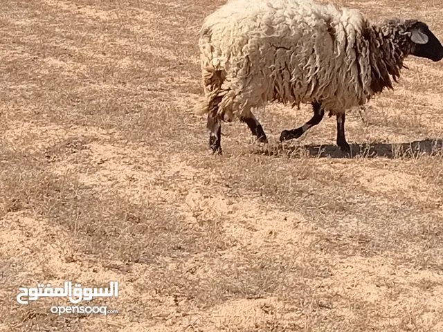 فطيمة عمرها في 9شهور ماتعلفش فطيمة مرعي