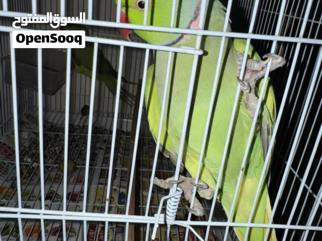 Ringneck breeding pair