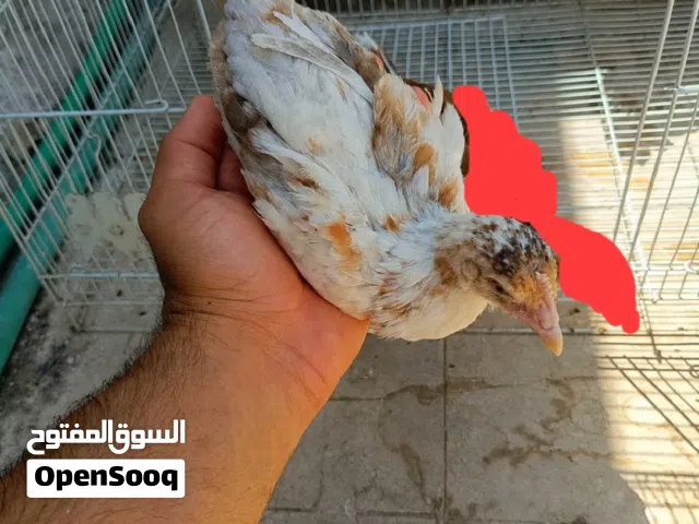 زوج افراخ ماكنتوش عراقي  العمر شهرين صحه فول