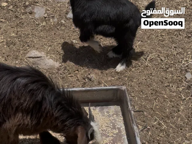 صحلان للبيع.