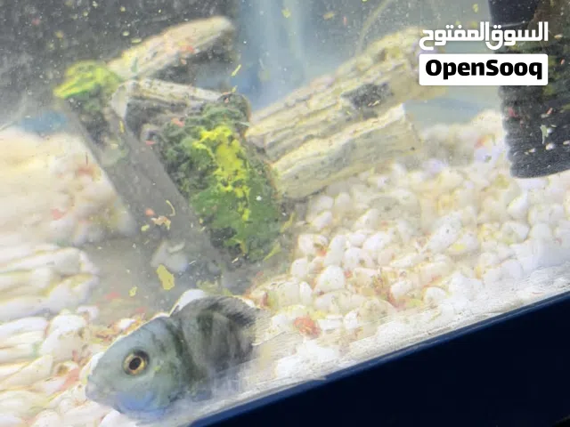 2سمكات زينة زيبرا