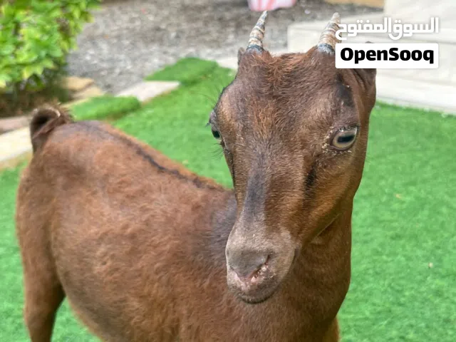 بسم الله ماشاء الله تبارك الرحمن  وين الي يدور زين  صخله صلاليه ماشاءالله طمه لون دبسي الأذن صغار