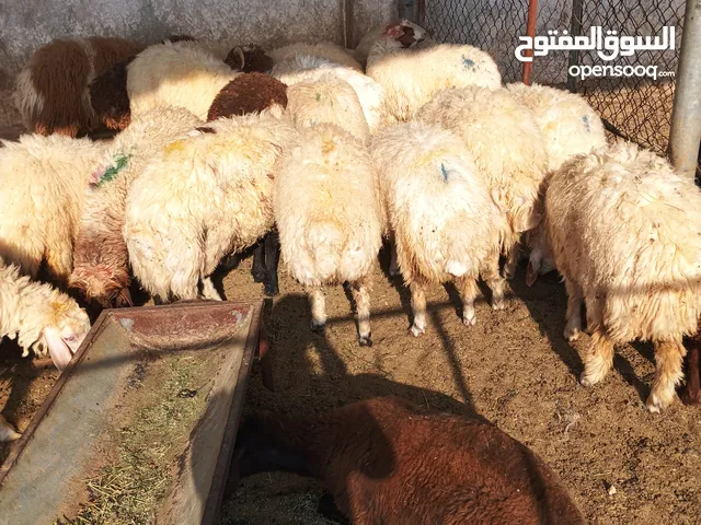 ذبيح خرفان طيبه عزيم يوجد توصيل مع ذبح