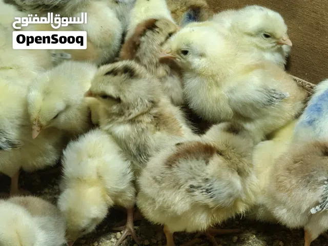 كتاكيت كويتي
