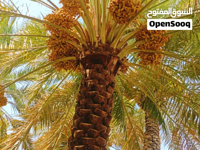 12 نخلة نغال للطناء  في ولاية بدبد