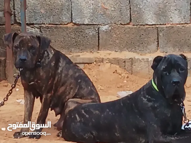 نتاية بيتبول تايقر عمر سنة ونص