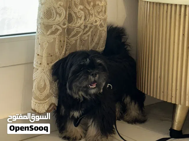 شيتزو للبيع فقط