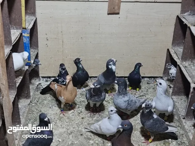 حمام في دبي السطوه