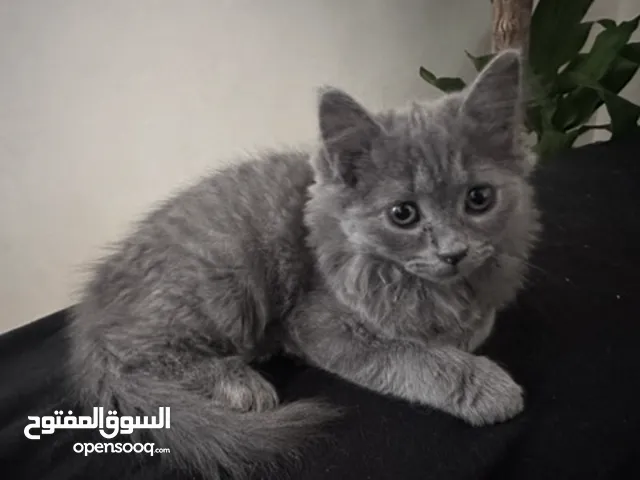 أنثى نوع نادر