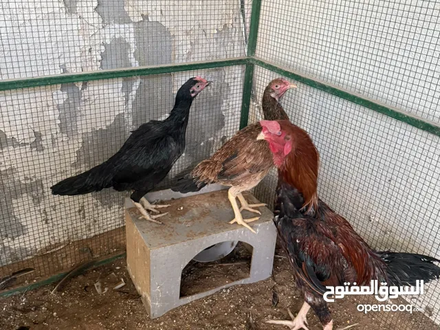 أزواج دياي باكستاني (قابل للتفاوض)