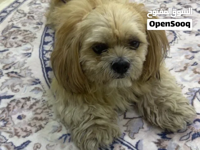 كلب اليف للبيع