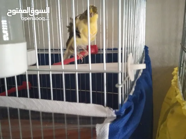 للبيع طيره مفتله ما شاء الله صحه ونظافه جاهزه