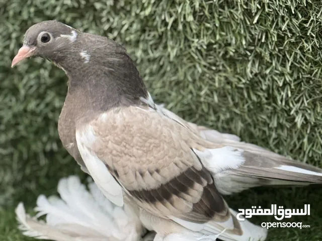 جوزين هزاز جوز ناتج وجوز احضان