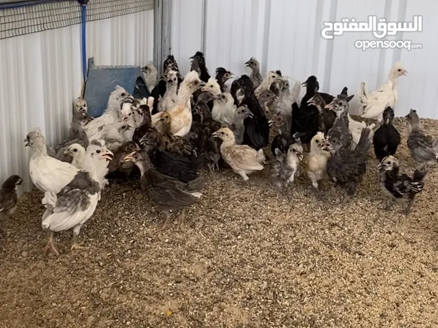 فروخ دجاج للبيع