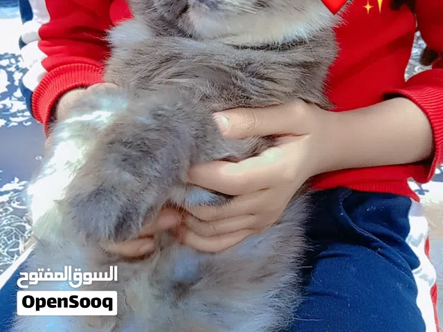 قط شيرازي اليف