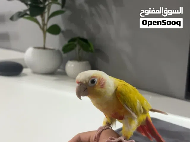 خمس طيور منها طير كنيور وطيور الحب