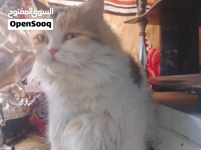 شيرازي انثى
