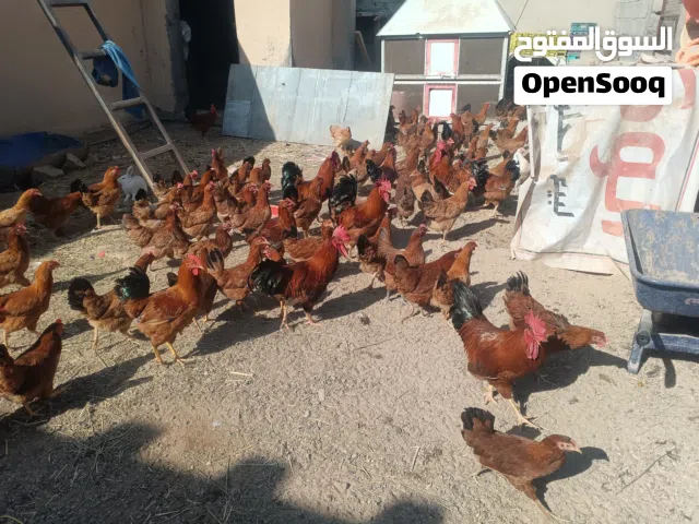 الدجاج الفرنسي الكولمبي البيور