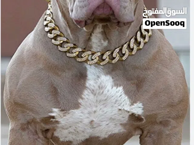 متوفر نتايه بيتبول عمرها 5 شهور جروه الله يبارك نشاطه