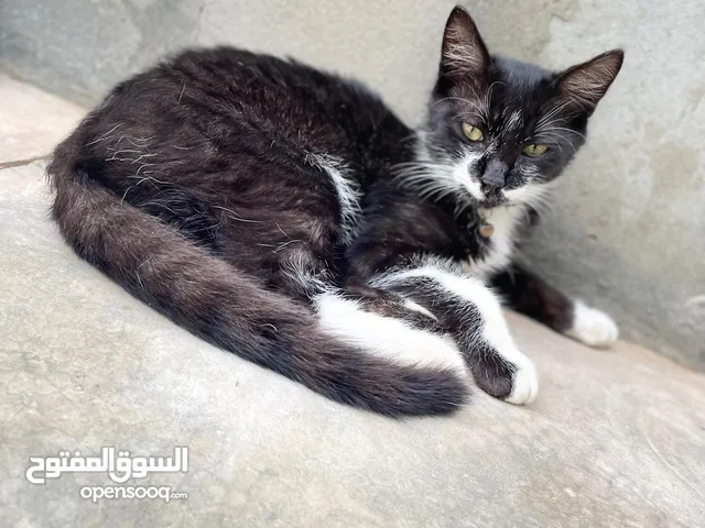 3 قطط مهجنات اختر واحد منهم وتنباه
