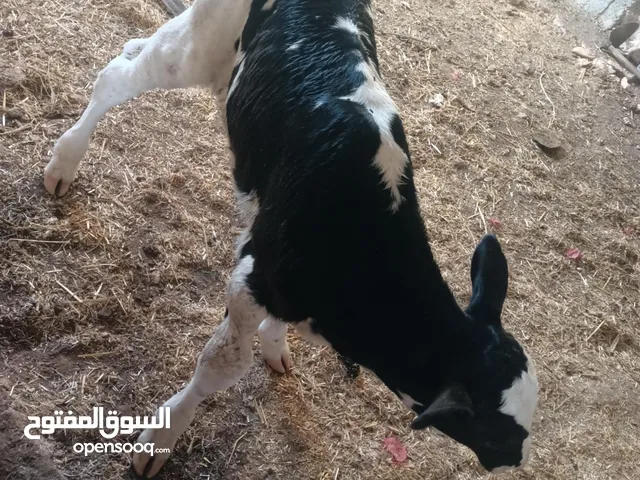 عجل في ملكا لواء بني كنانه