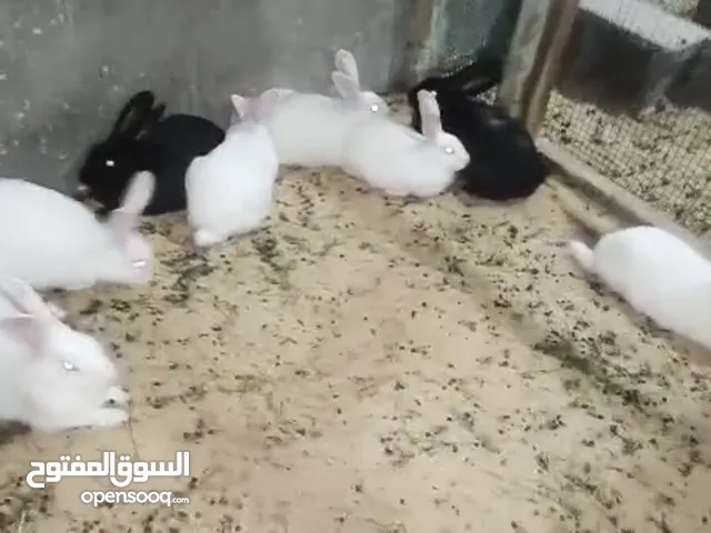 ارانب للبيع