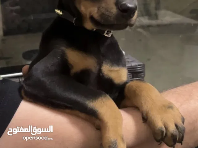 جرو دوبر مان اصلي انثى