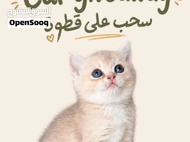 Cat givaway (BSH AY11) female