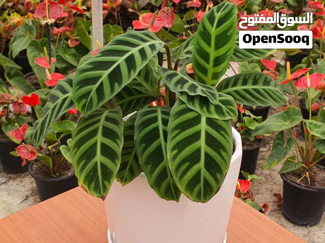 نباتات زينة - مختلف الاحجام والانواع ( Premium Plants )