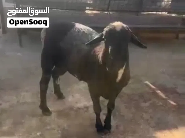 للبيع كبش ممتاز