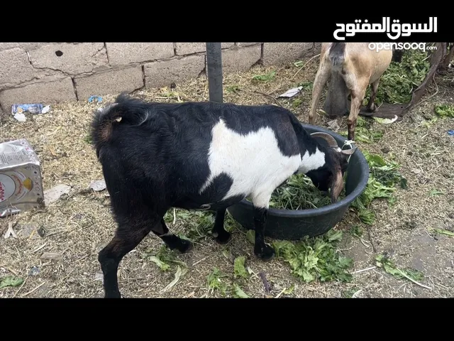 للبيع ماعز بلدي ومصري مخلط وتواسي صغيره