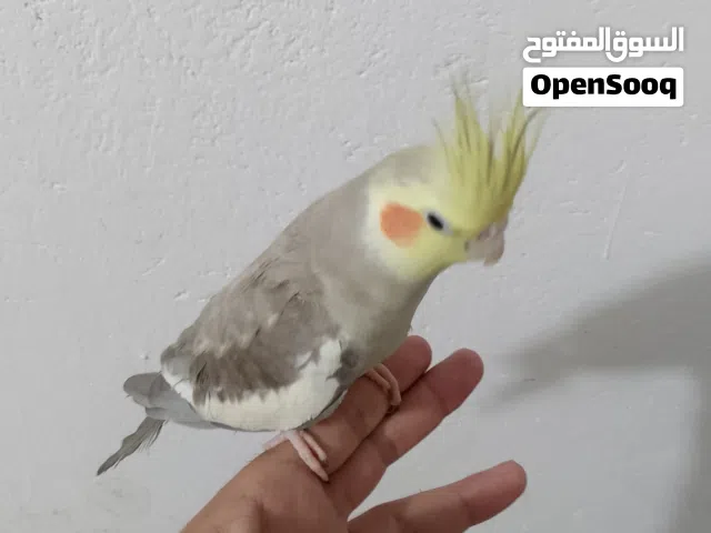 كوكتيل فحل طير فول تغريد جان اليف فجه ضل يعض بس يصعد عل اصبع نضامي ابيع وحشي